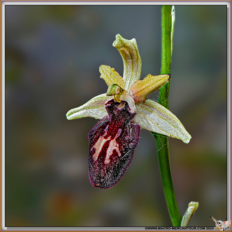 Ophrys Ligustica